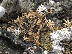 Sphaerophorus fragilis