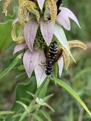 Myzinum carolinianum
