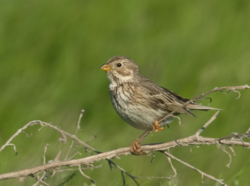 Escribano triguero (Emberiza calandra)
