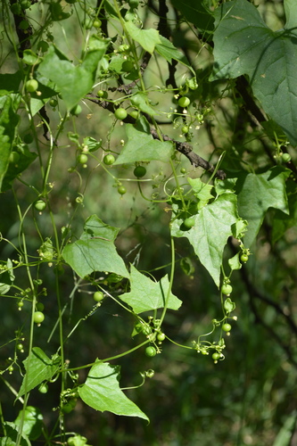 Image of Zehneria marlothii by (c) Hildegard Klein, some rights reserved (CC BY)