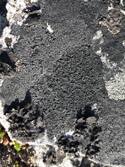 Orphniospora moriopsis