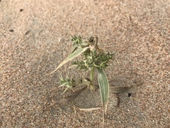 Agriophyllum pungens