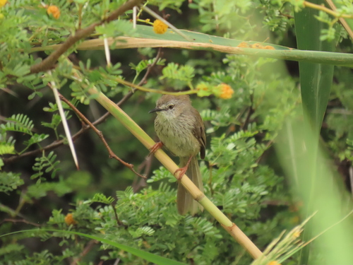 Namaqua Warbler (Phragmacia substriata), photo 6