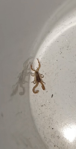 Striped Bark Scorpion, Montemorelos, N.L., MX, photo 6 of 10