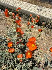 Sphaeralcea ambigua
