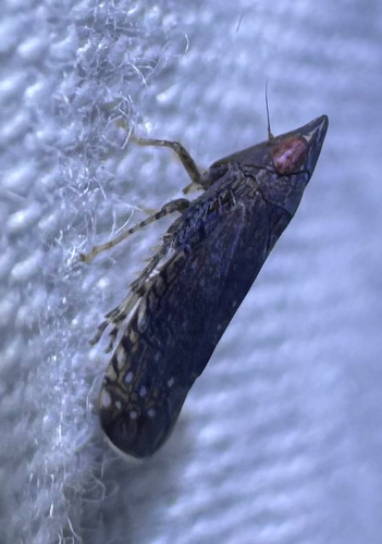 Blueberry Leafhopper