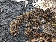 Pseudephebe minuscula