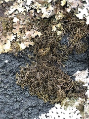 Pseudephebe minuscula