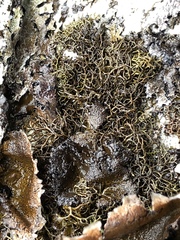 Pseudephebe minuscula