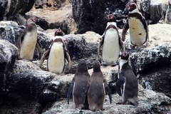 Humboldt Penguin photo 5