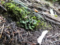 Peltigeraceae