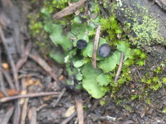 Peltigeraceae