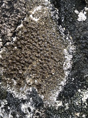 Protoparmelia badia