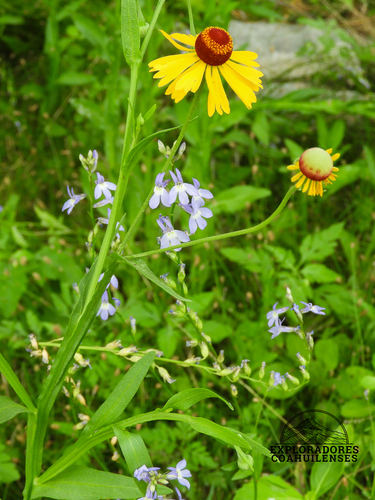 Berlandier's Lobelia (Lobelia berlandieri)