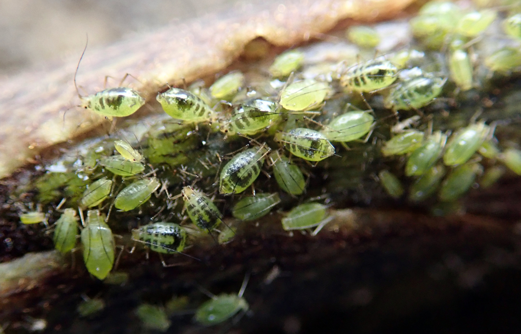 crescentmarked lily aphid