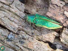 Psiloptera attenuata