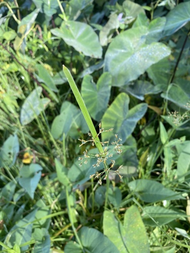 Fimbristylis complanata iNat (2)