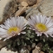 Yellowstone Grounddaisy - Photo (c) Jim Morefield, some rights reserved (CC BY), uploaded by Jim Morefield