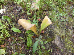 Lilieae