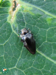 Leiopleura trochilus