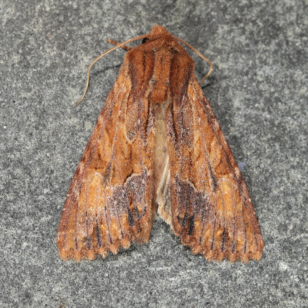 Apamea auranticolor