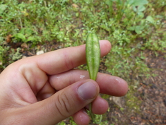 Lilieae