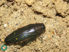 Chrysesthes tripunctata