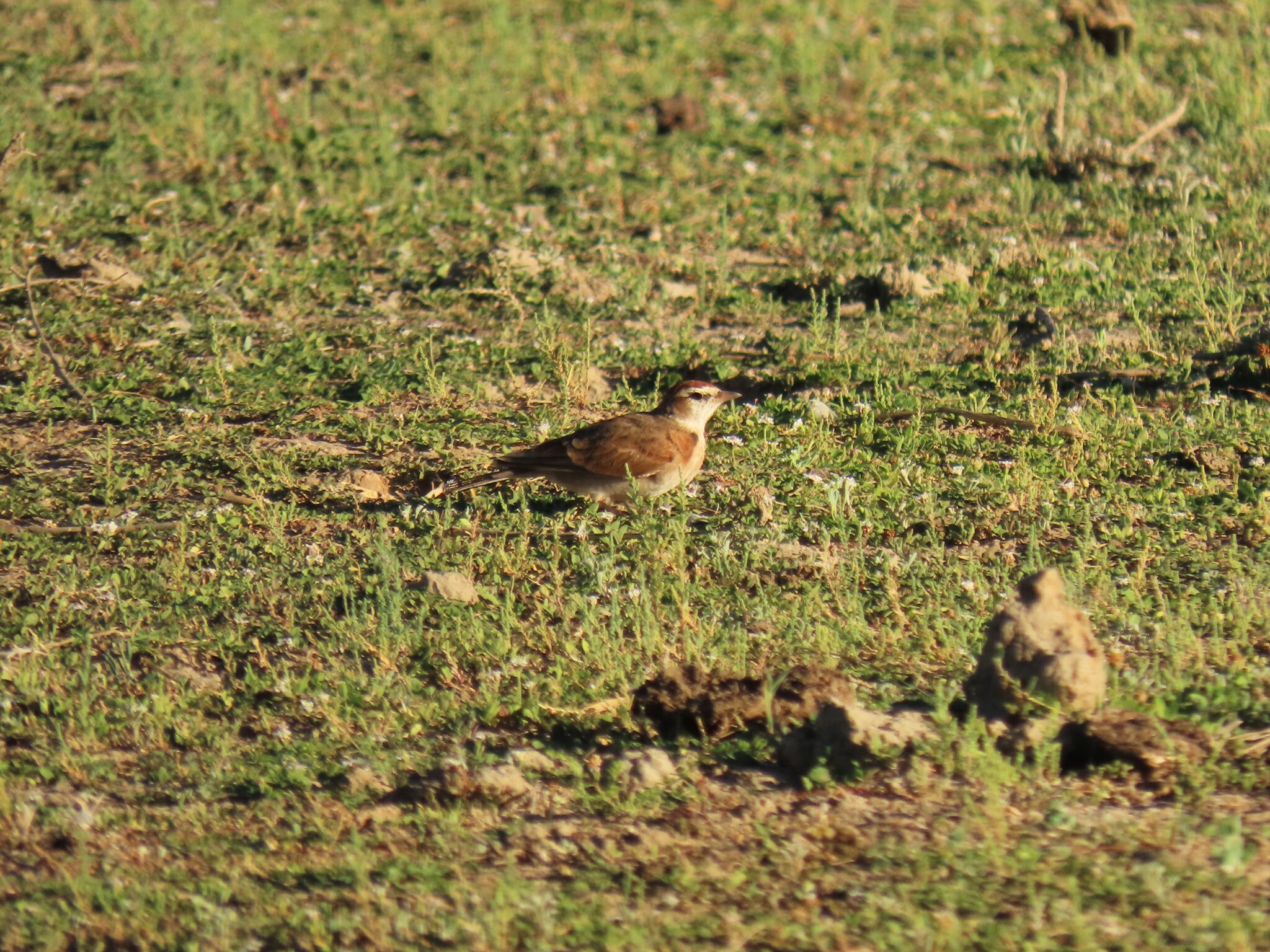 Red-capped Lark (Calandrella cinerea), photo 7