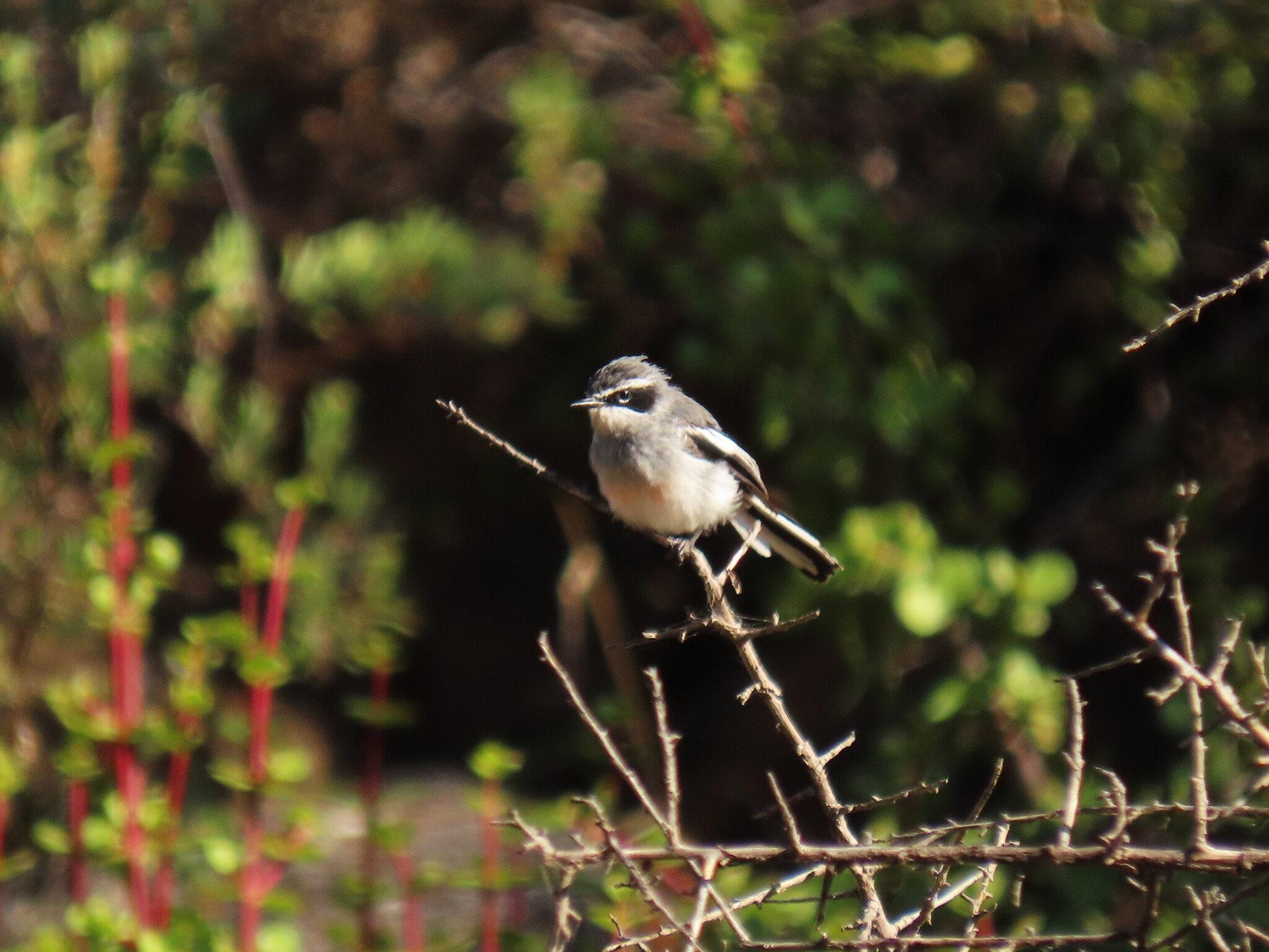 Fairy Flycatcher (Stenostira scita), photo 7