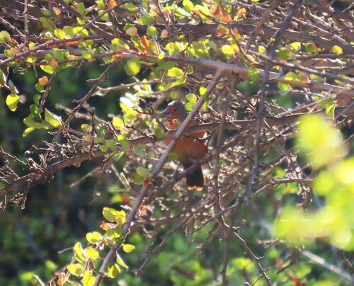 African Firefinch (Lagonosticta rubricata), photo 6