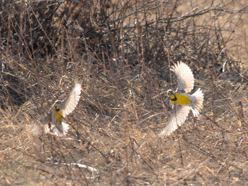 Western Meadowlark