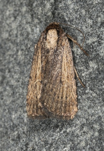 Abagrotis nanalis photo 2
