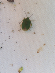 Chlorochroa persimilis