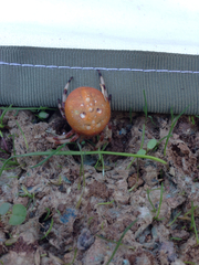 Araneus groenlandicola