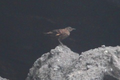 Cinclodes taczanowskii