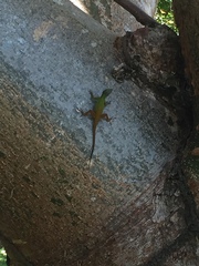 Anolis ignigularis