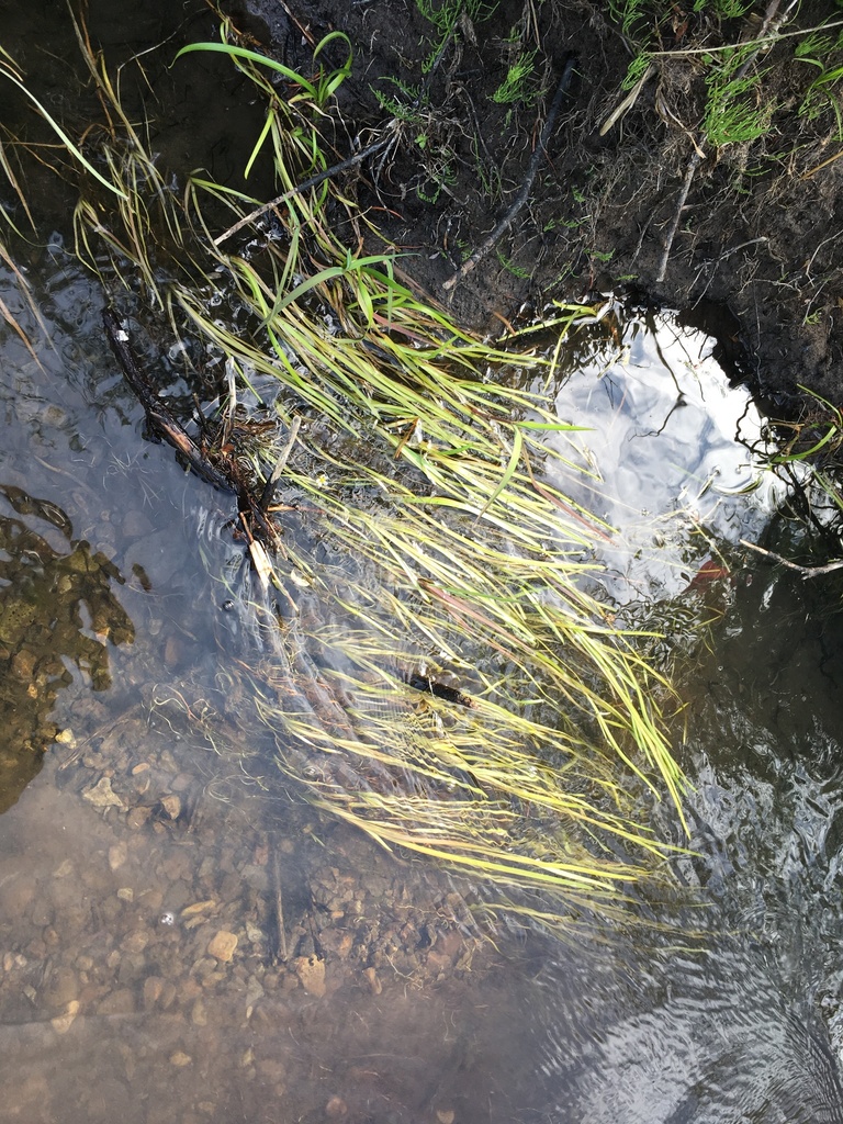 Bere Reeds bur-reeds from Harney County, OR, USA on July 15, 2019 at 09:55 AM by ...