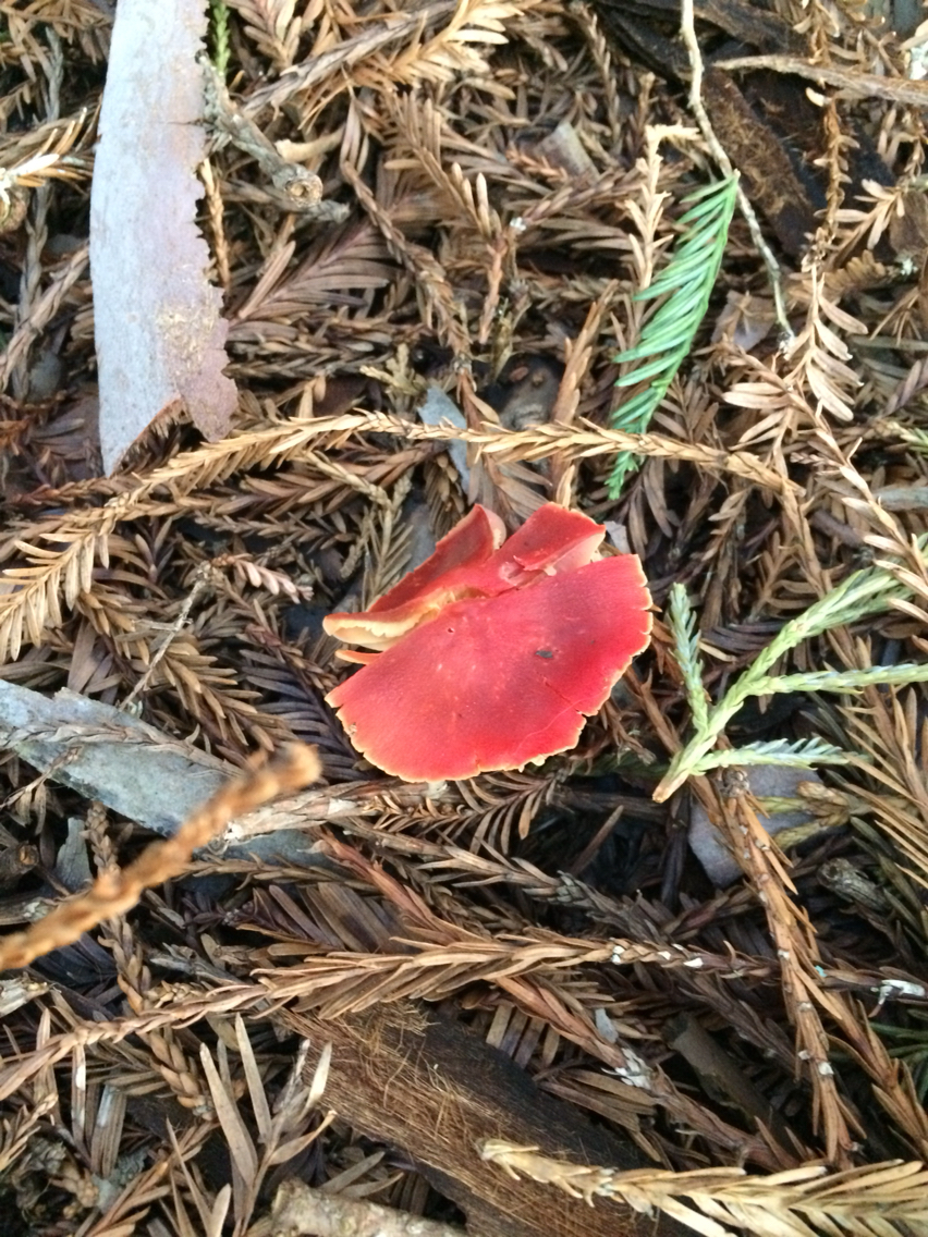 Hygrocybe coccinea image