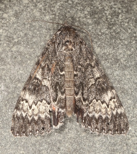Grote's Underwing Moth photo 3