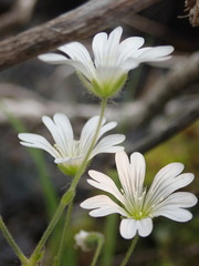 Cerastium beeringianum