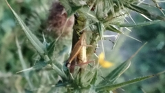 Caelifera