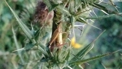 Caelifera