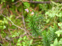 Phyllodoce empetriformis