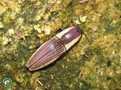 Chalcolepidius limbatus