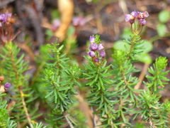 Phyllodoce empetriformis