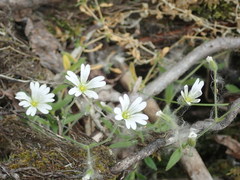 Cerastium beeringianum