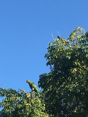 Amazona viridigenalis