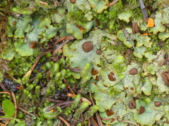 Solorina crocea
