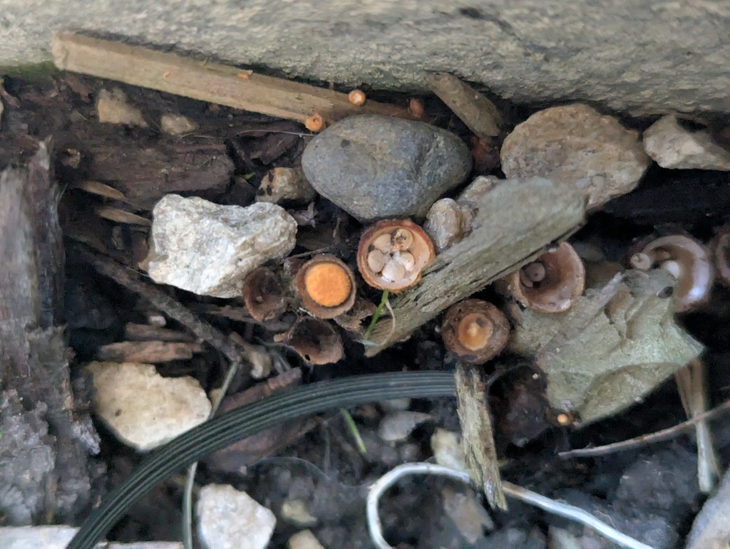 Crucibulum simile · April 2025 · photo: © frankashwood (iNaturalist, cc-by)