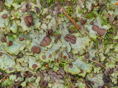 Solorina crocea